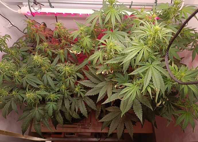 Growreport Bild 4
