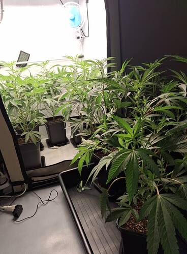 Growreport Bild 8