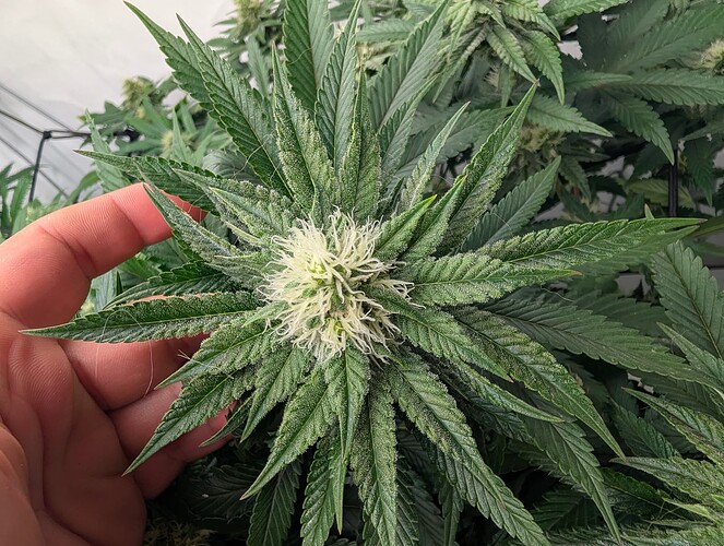 PXL_20250805_103320722.RAW-01.COVER