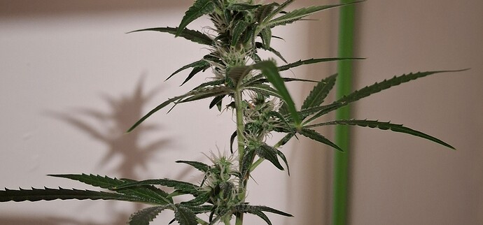 Growreport Bild 200