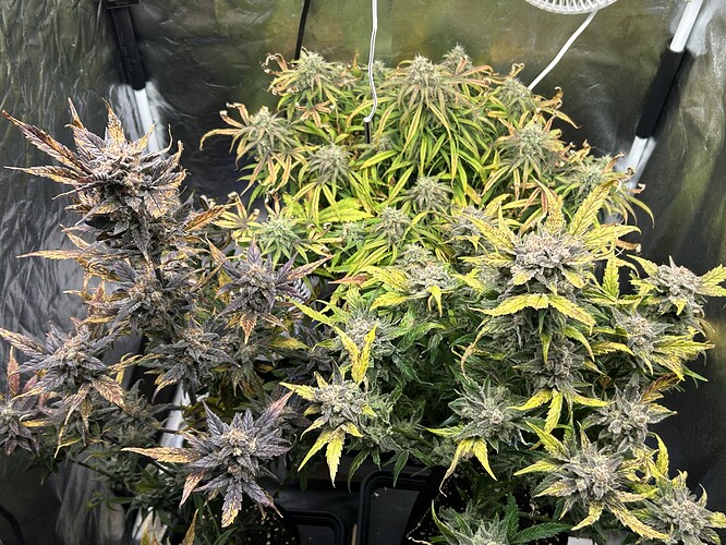 Growreport Bild 1