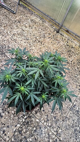 Growreport Bild 5