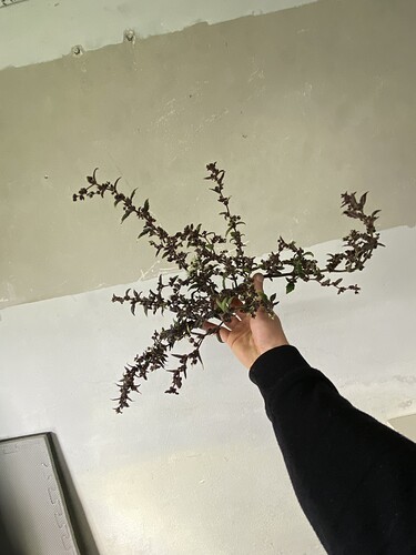 Growreport Bild 4