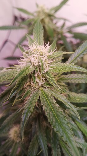 Growreport Bild 7