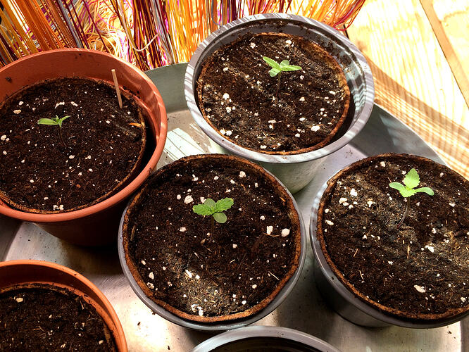 Grow26071102