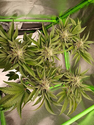 Growreport Bild 12