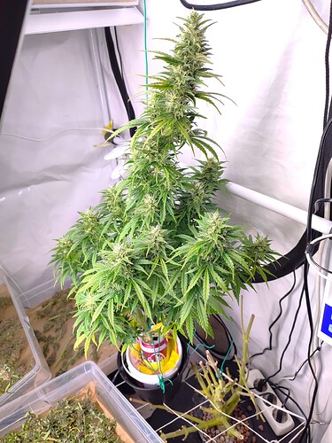 Growreport Bild 4