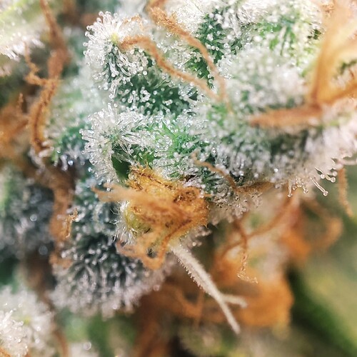Growreport Bild 58