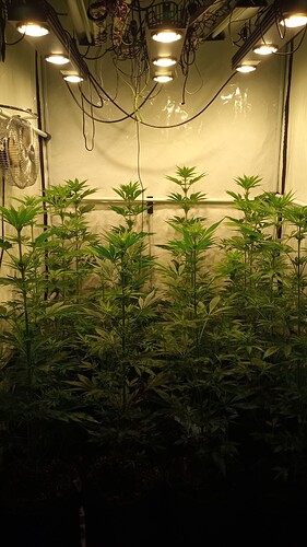 Growreport Bild 20