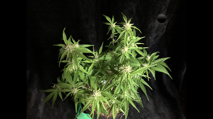 Growreport Bild 1