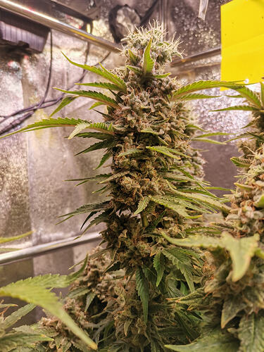 Growreport Bild 17