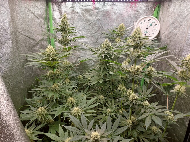 Growreport Bild 8