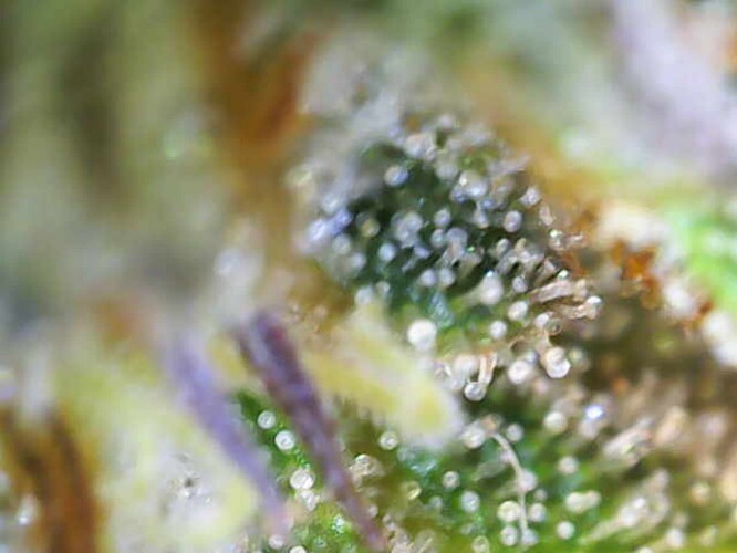 Growreport Bild 5