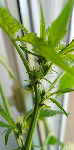 Growreport Bild 8