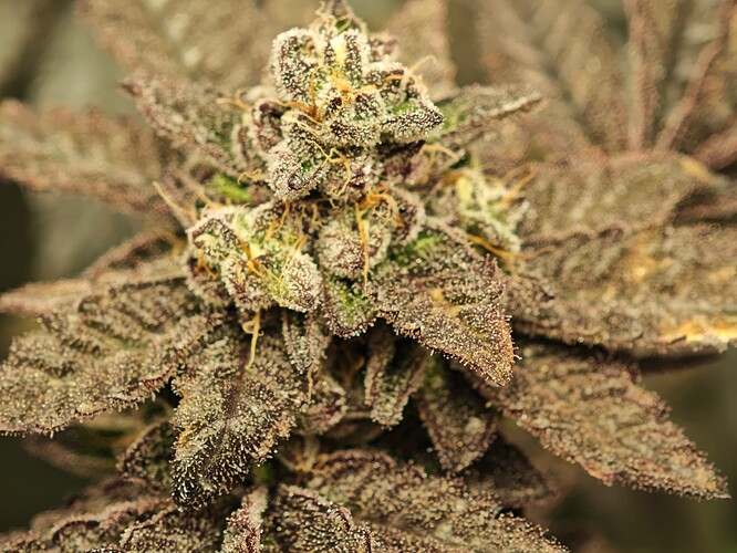 Growreport Bild 12