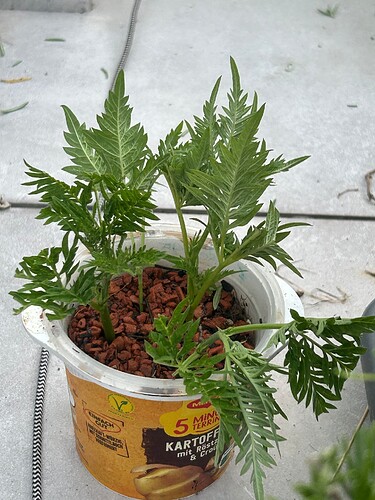 Growreport Bild 7