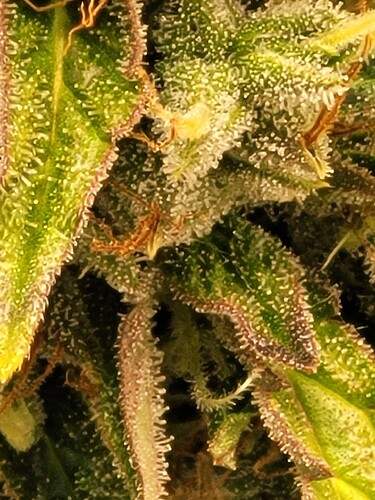 Growreport Bild 1
