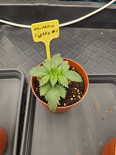 Growreport Bild 32