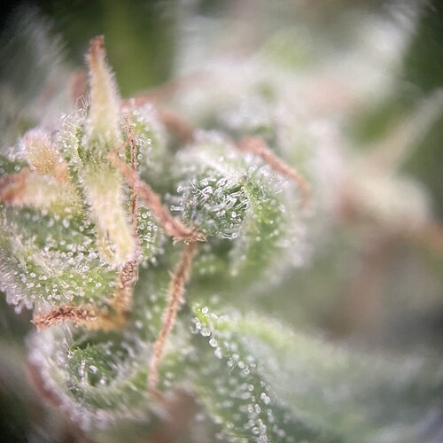 Growreport Bild 28