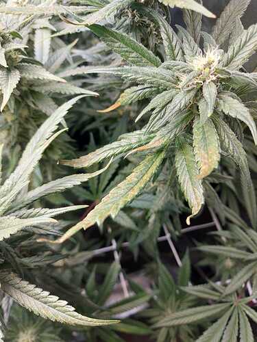 Growreport Bild 6