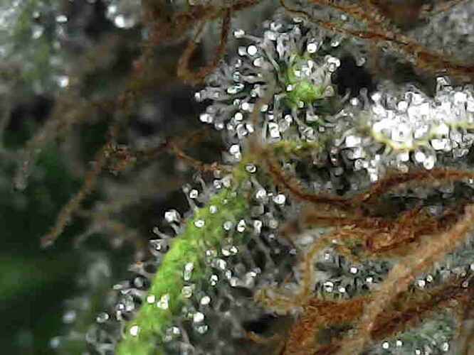 Growreport Bild 8