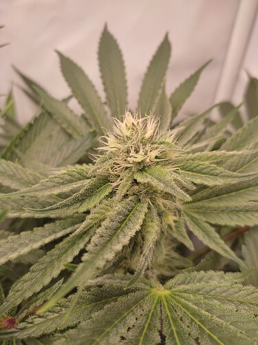 Growreport Bild 7