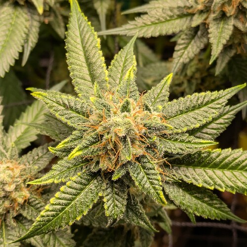 Growreport Bild 15