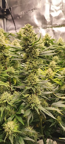 Growreport Bild 31