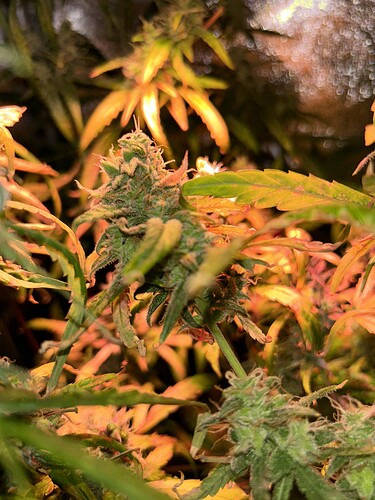 Growreport Bild 9
