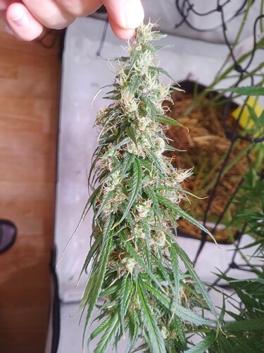 Growreport Bild 2