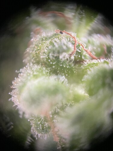 Growreport Bild 11