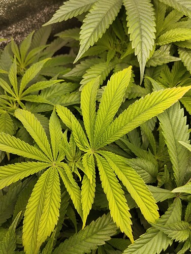 Growreport Bild 4