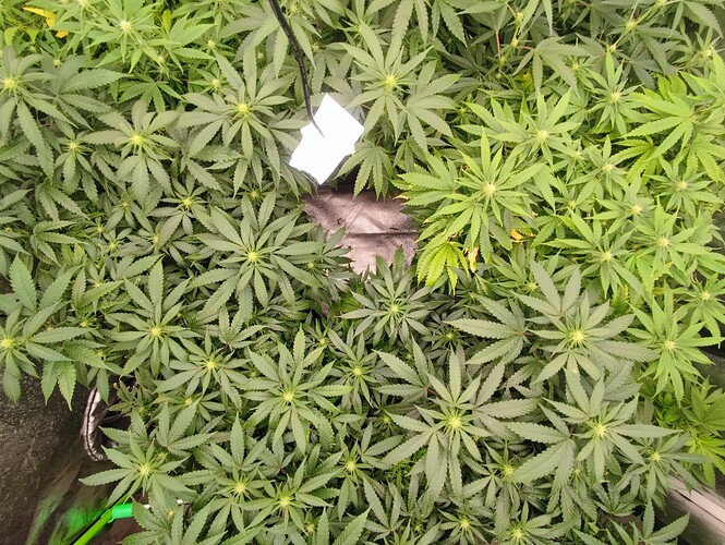 Growreport Bild 9