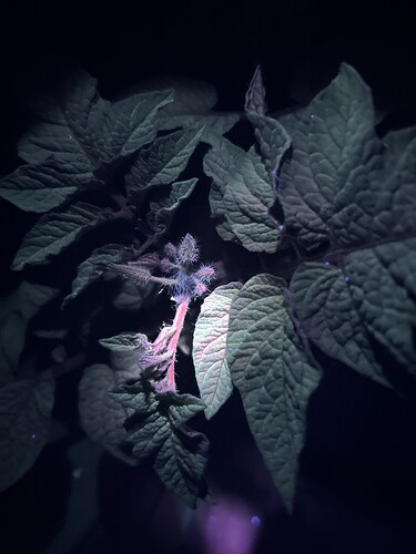 Growreport Bild 9