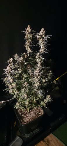 Growreport Bild 51