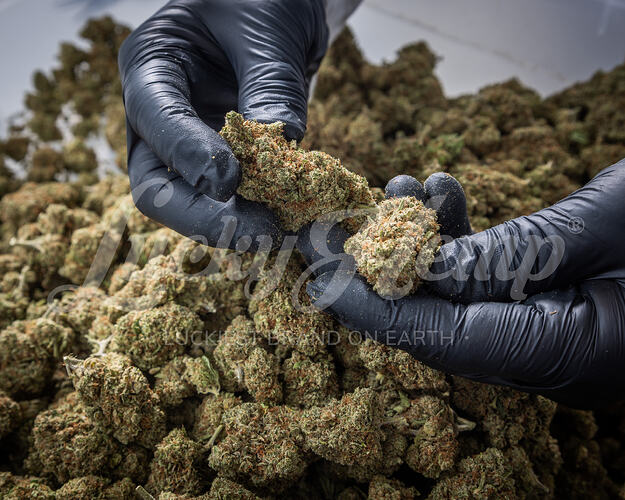 Unsere frischen CBD Blüten vor dem Verpacken