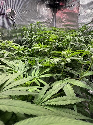Growreport Bild 67