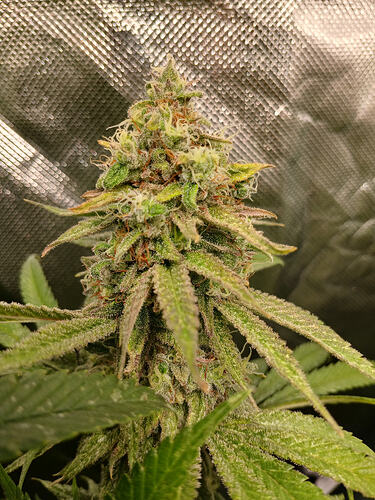 Growreport Bild 13