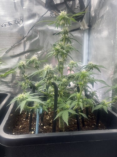 Growreport Bild 5