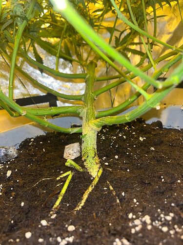 IMG-20240708-WA0052(1)