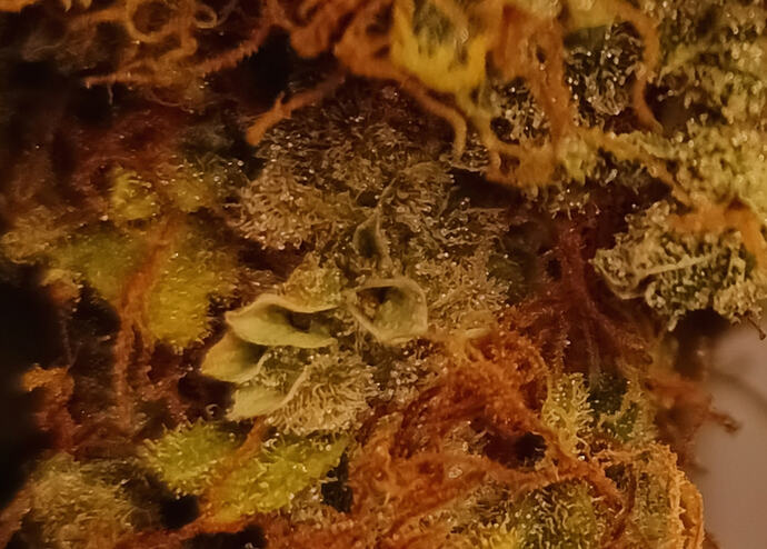 Growreport Bild 5