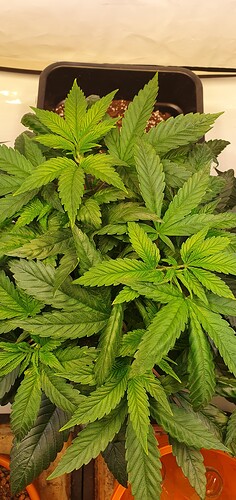 Growreport Bild 5