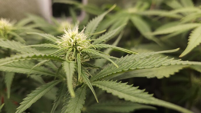 Growreport Bild 2