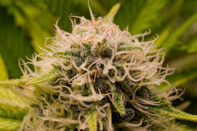 Growreport Bild 6
