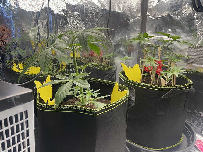 Growreport Bild 1