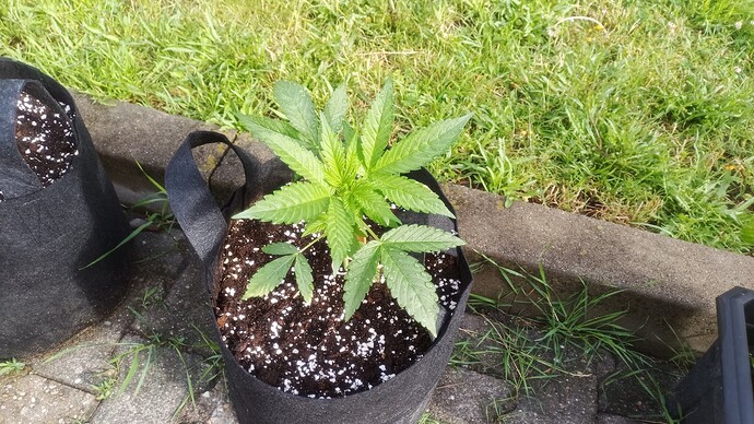 Growreport Bild 5