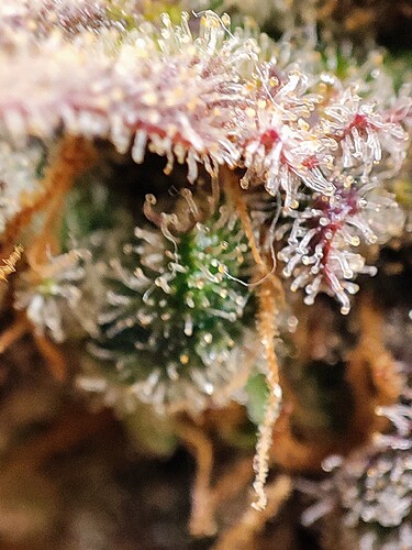 Growreport Bild 117