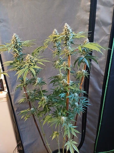 Growreport Bild 2