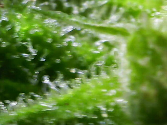 Growreport Bild 43