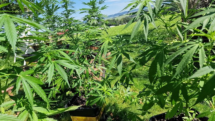 Growreport Bild 5
